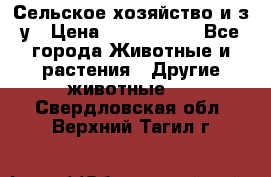 Сельское хозяйство и з/у › Цена ­ 2 500 000 - Все города Животные и растения » Другие животные   . Свердловская обл.,Верхний Тагил г.